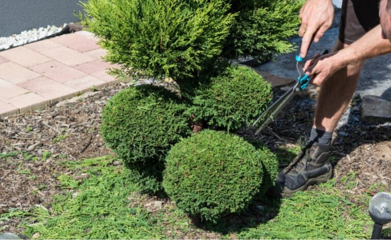 Les Paysages Du Sud Ouest Paysagiste Bordeaux Elagage