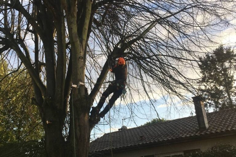 Les Paysages Du Sud Ouest Paysagiste Bordeaux Elagage Demontage Abattage Darbre 1