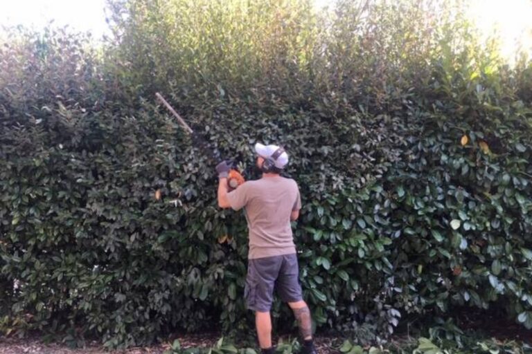 Les Paysages Du Sud Ouest Paysagiste Bordeaux Entretien Des Parcs Et Jardins 1 1